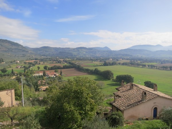 The hills are carpeted with olive trees